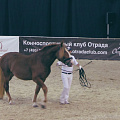 По коням